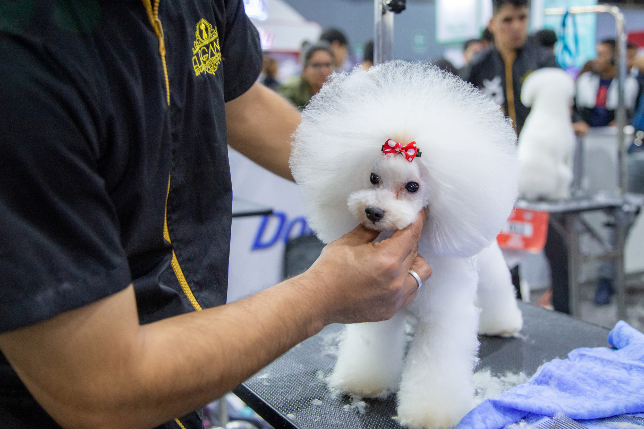 Groomers 12